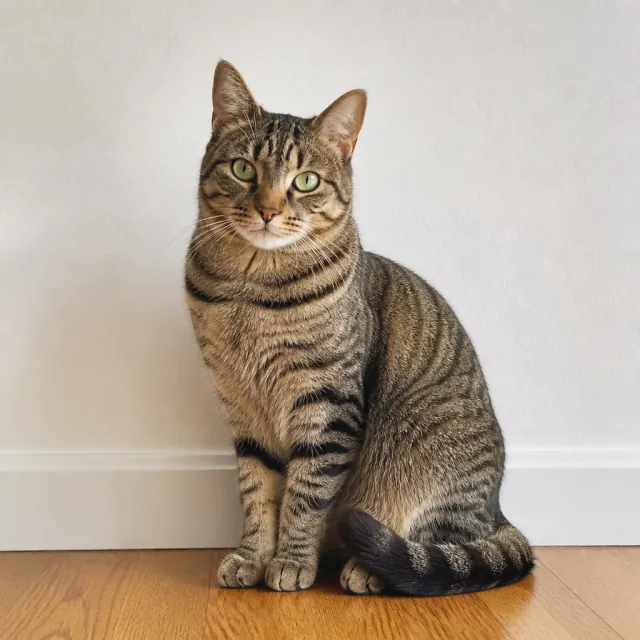 木の床にいる茶色のキジトラ猫