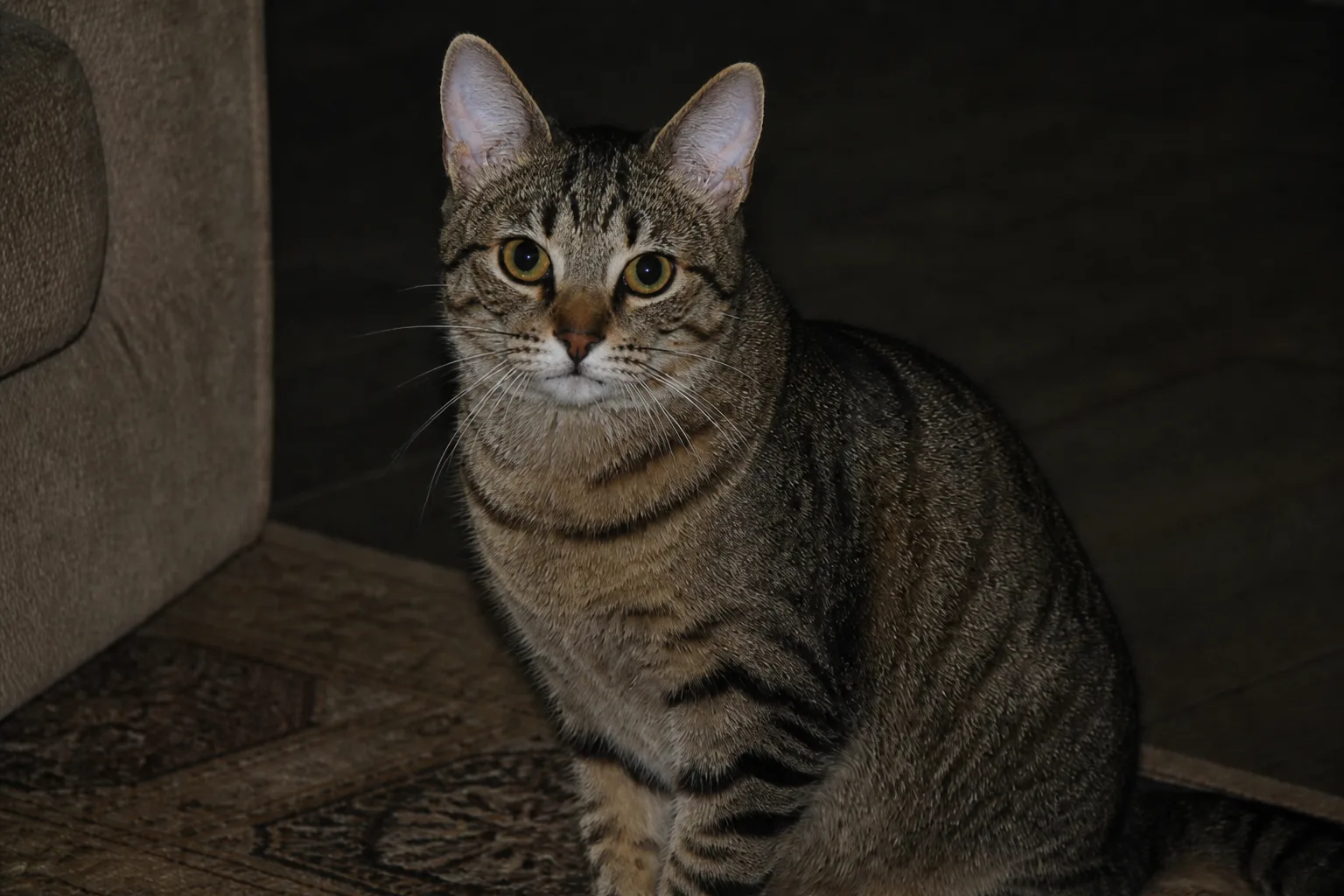 Gato atigrado con ojos naturales recuperados, tras eliminar ojos rojos