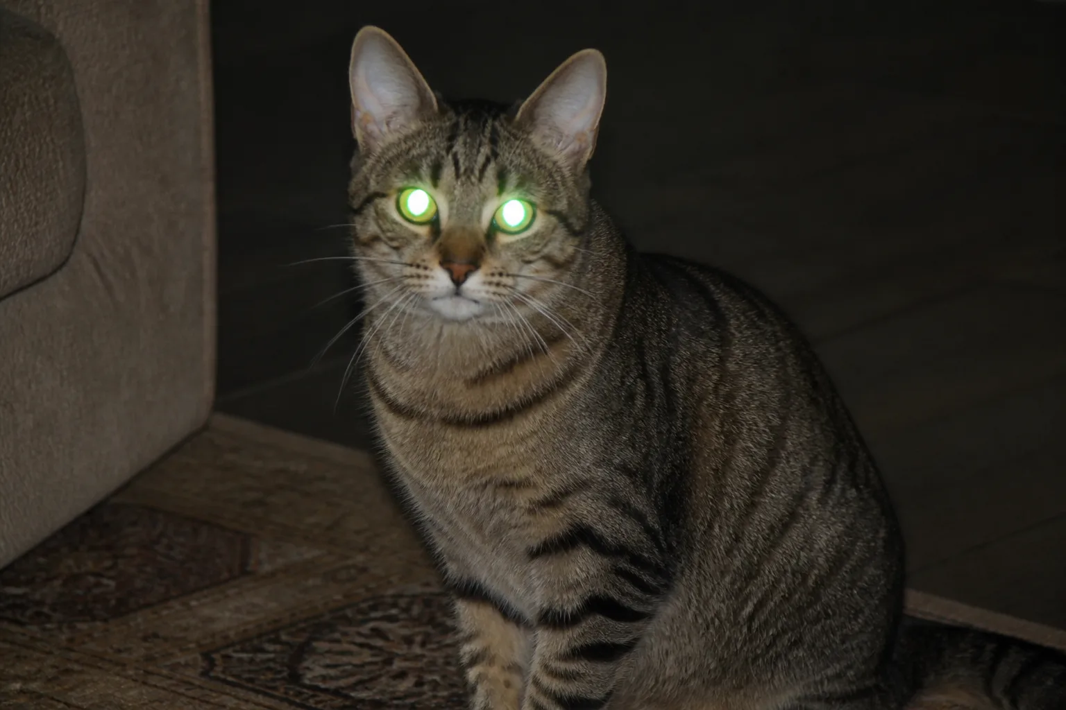 Gato atigrado con brillo de flash amarillo verdoso en los ojos, antes