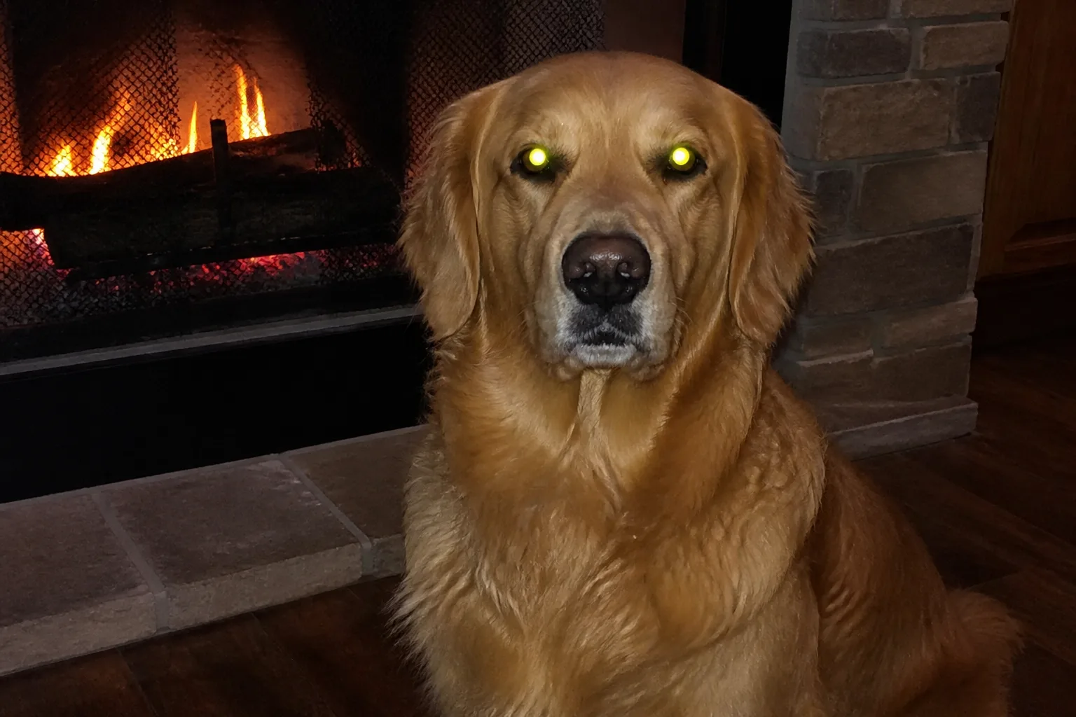 Golden retriever con reflejo de flash verde amarillento, antes